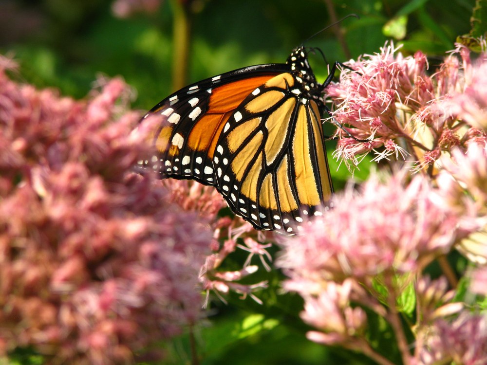 Pollinator Demonstration Garden Monarch Butterfly on Swamp Milkweed (Asclepias incarnata)