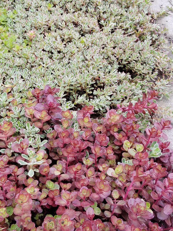 Variety of Sedum located at the Towanda Veteran's Memorial Demonstration Garden (Picture taken by Master Gardener Nancy Menio)