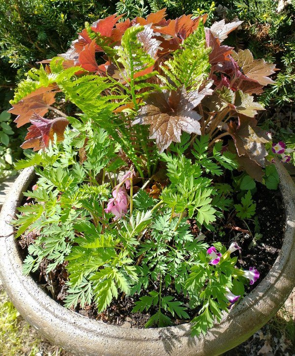 An example of one of the container gardens. Photo credit: Joan Pavlica