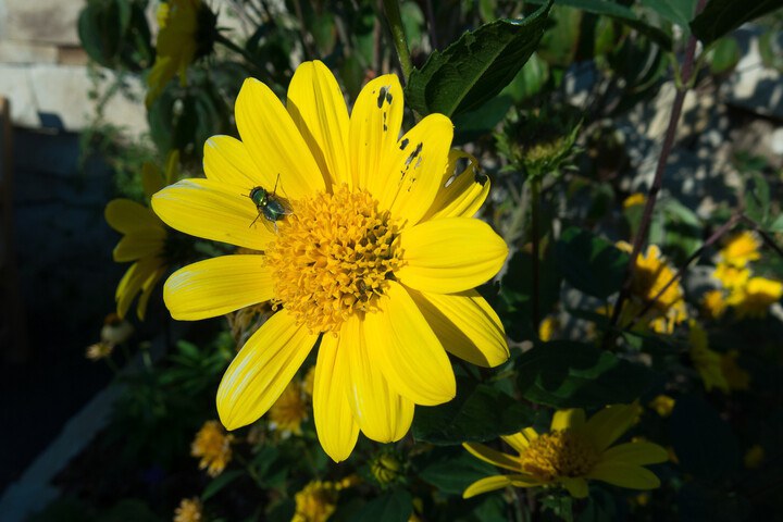 Flower with bug damage and insect. Penn State ImageRelay.