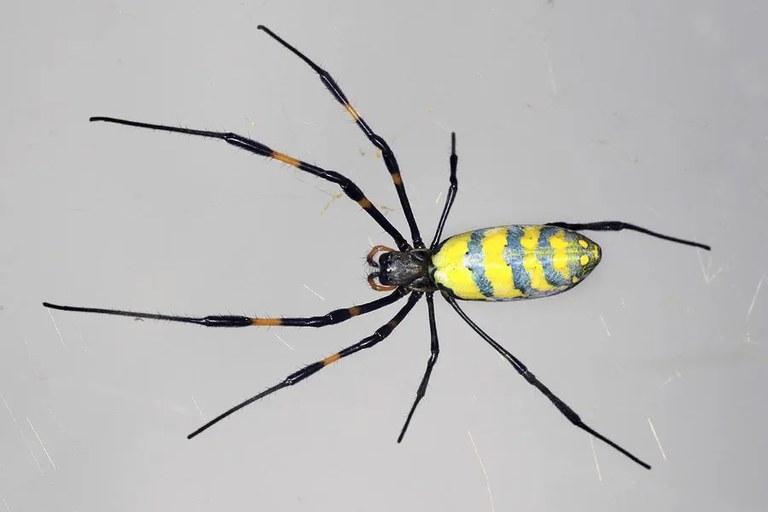 Adult female jorō spider. Photo by Kimberly R Fleming, via iNaturalist, used under a CC BY-NC 4.0 license.