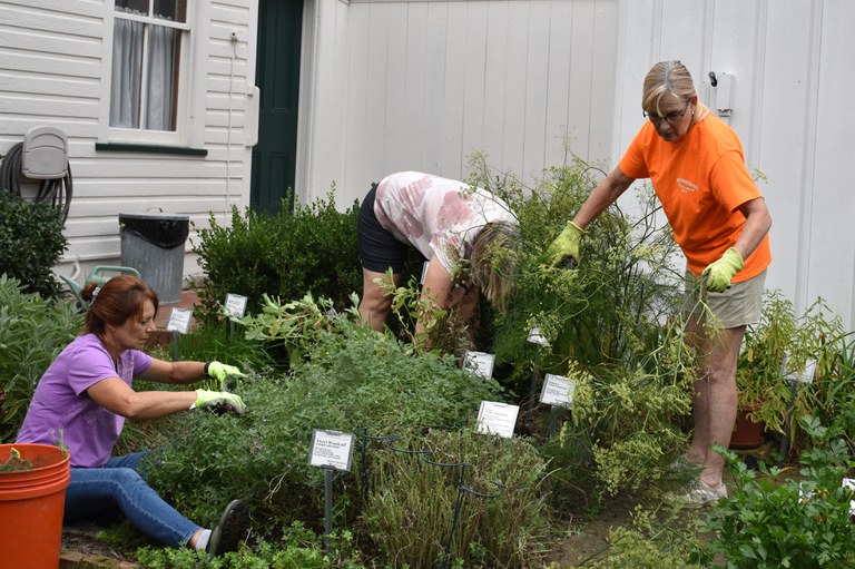 Master Gardener volunteers harvest herbs at the Passavant House Garden