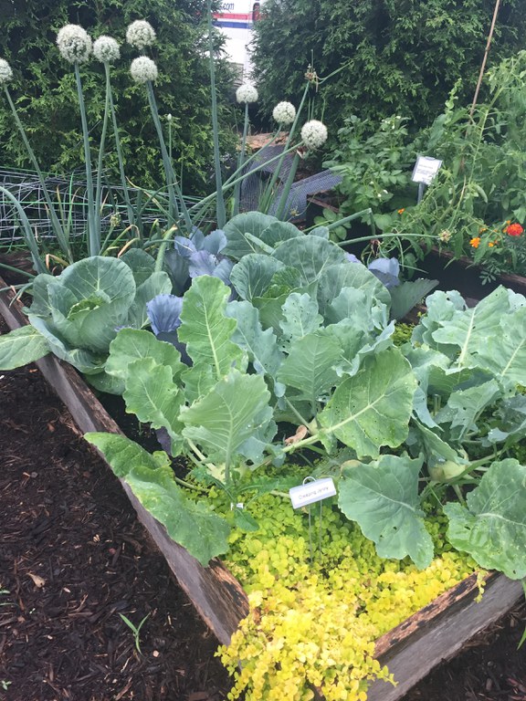 The Vegetable Gardens at Passavant House