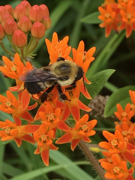 Photo by Chris Anthony, Penn State Extension Master Gardener