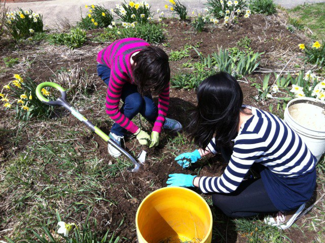Penn State Master Gardeners helped students at Mount Nittany Middle School in State College tend to the Memory Garden.  They raked, weeded, mulched, and planted carrots.