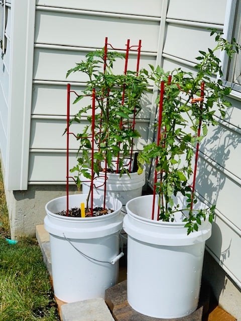 Container Gardens