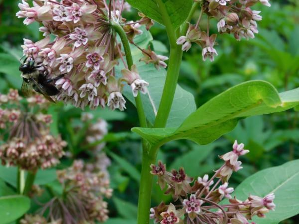 Become a Master Gardener in Clinton County Photo Credit: Master Gardener Deborah Liguori
