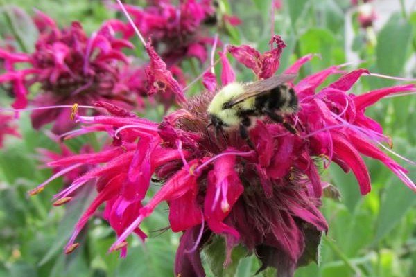 Garden Hotline Photo credit: Master Gardener Deb Liguori