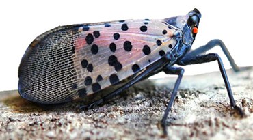 Spotted lanternfly adult, PA Department of Agriculture
