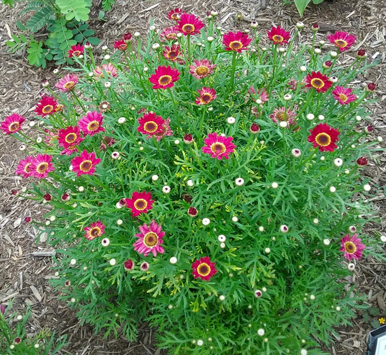 Argyranthemum Grandaisy Red.png