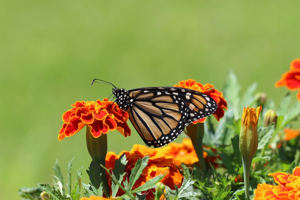 Create a Pollinator Garden Celebrate National Pollinator Month!