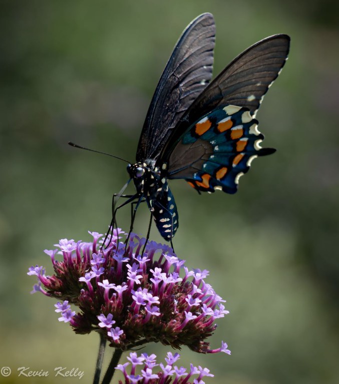 Pipevine Swallowtail by Kevin Kelly