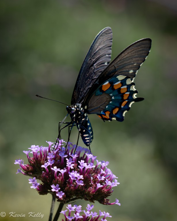 Pipevine Swallowtail by Kevin Kelly