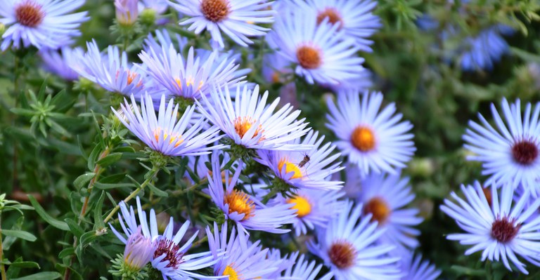 New England Asters by Kevin Kelly.
