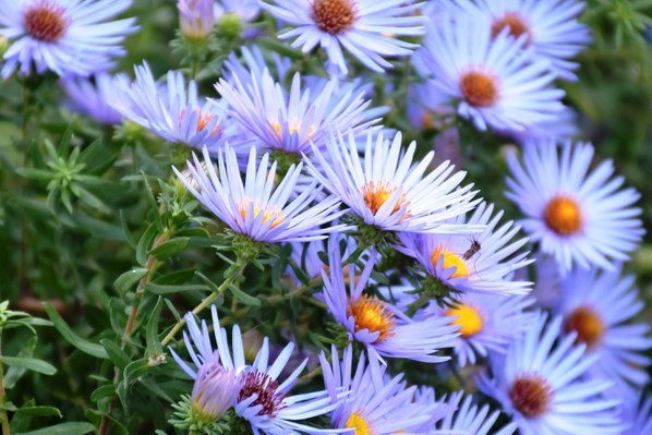 Saturday Garden Chats with a Master Gardener