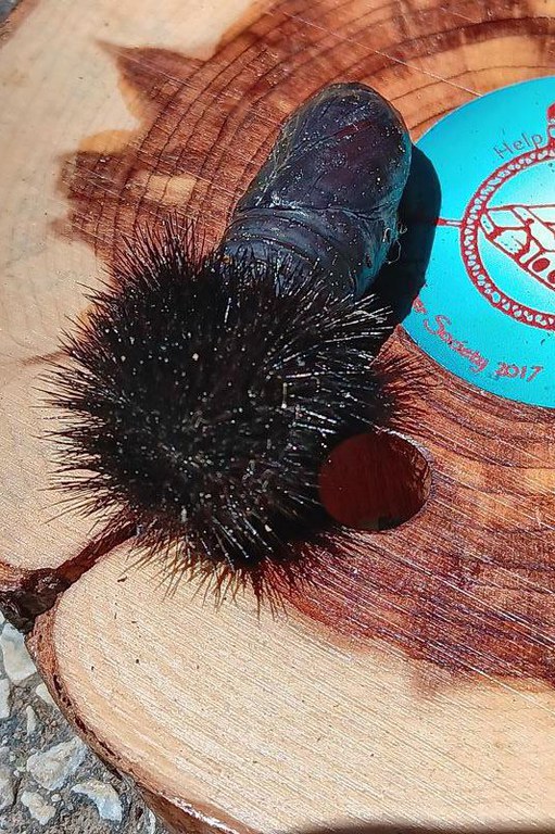 Giant Leopard Moth