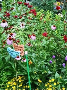 Pollinator garden