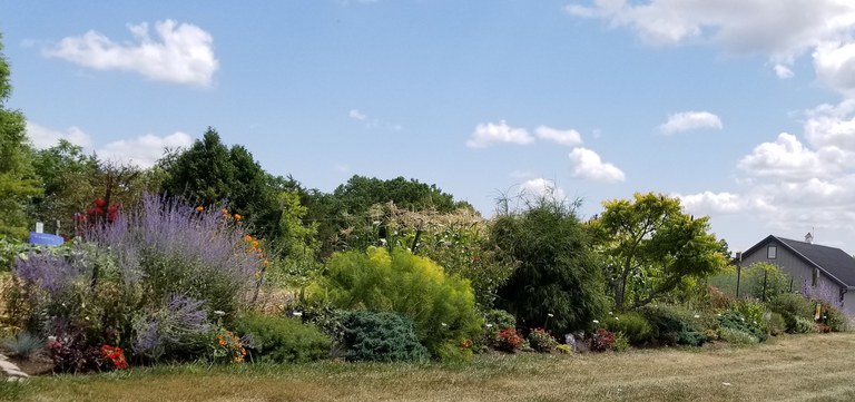 Drought-Tolerant Garden