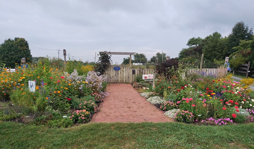 Pollinator Friendly Garden