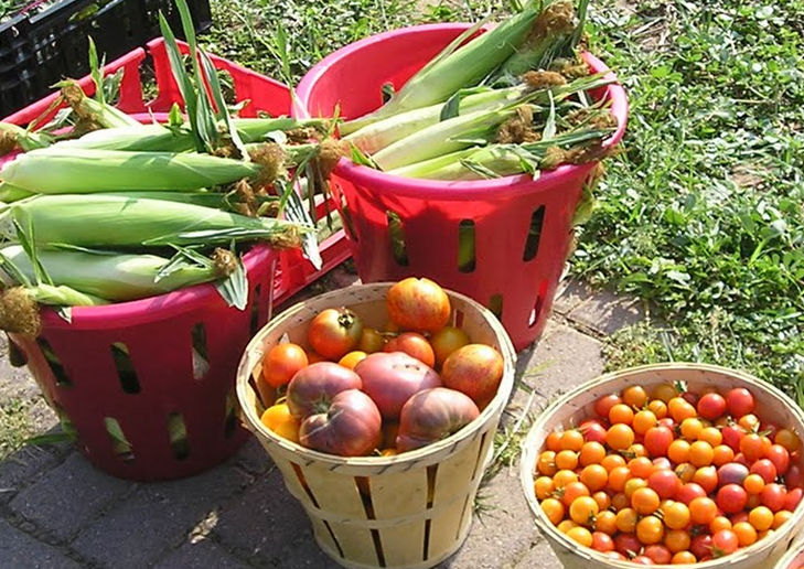 Abundance of fresh vegetables from Victory Garden Workshop