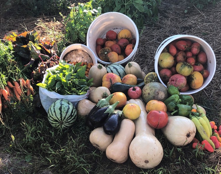 Abundance of fresh vegetables from Victory Garden Workshop