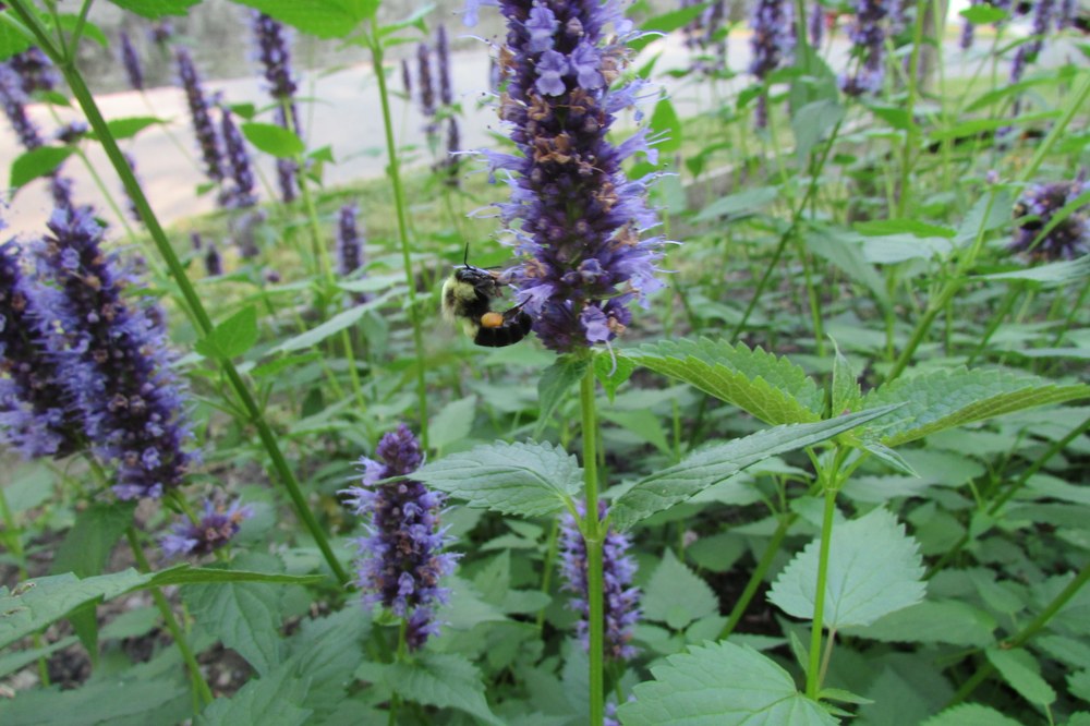 Hyssop planting in the new garden (Agastache foeniculum 'Black Adder')