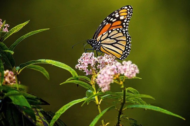 Butterfly on bloom - photographer unknown