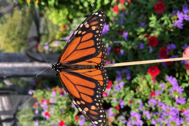 Photo Credit: Ann Marie Warren, Master Gardener of Lackawanna County