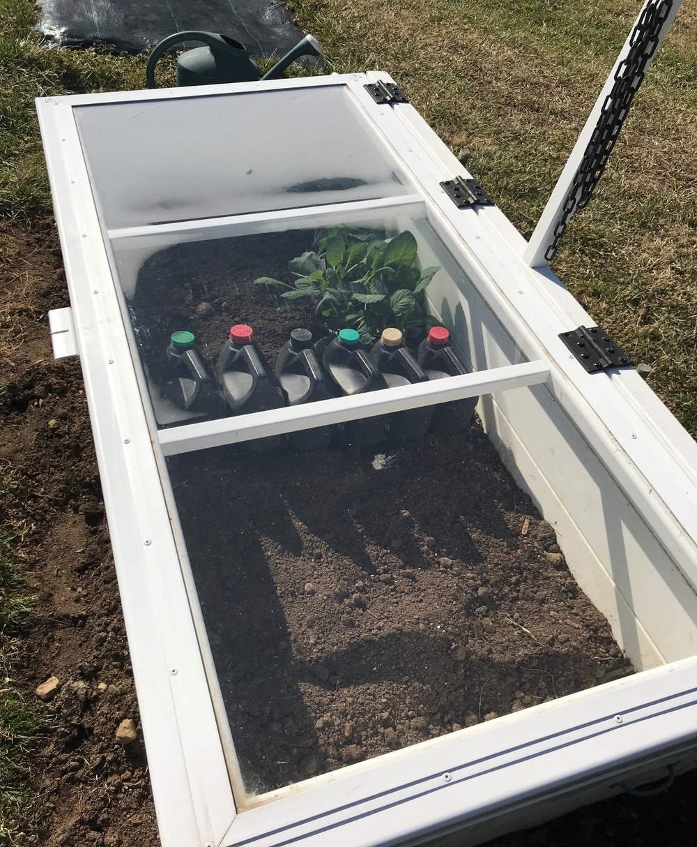 Lettuce planted in soil enjoying the warm protection of the cold frame. 