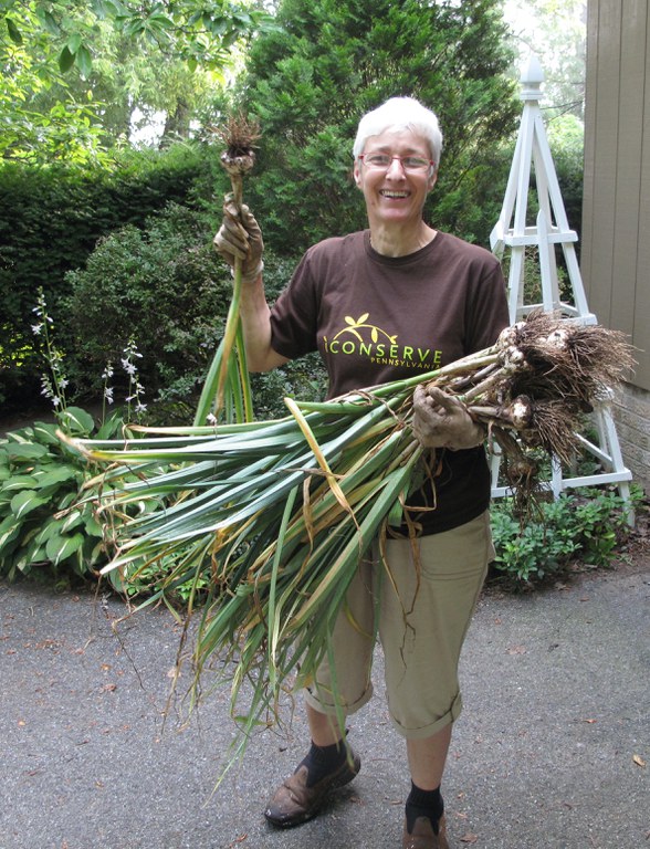 Master Gardener Michele Pique with her garlic harvest