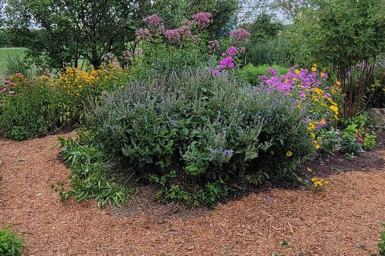 Native Garden at South East Agricultural Research and Extension Center. Photo and article by Pam Hall.