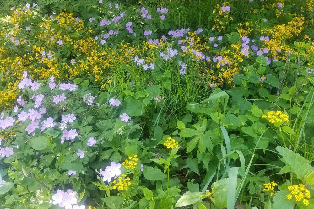 May Native Garden Projects - image by Pam Hall