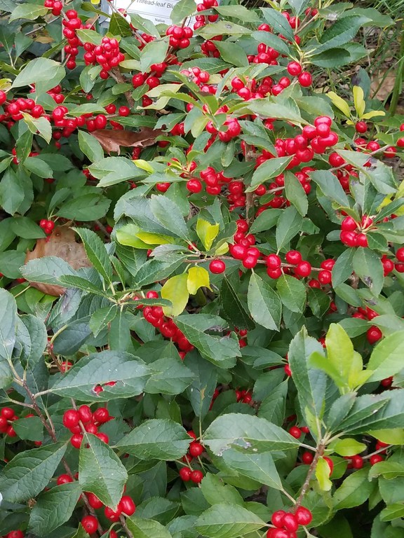 When the leaves fall, these winterberries shine.
