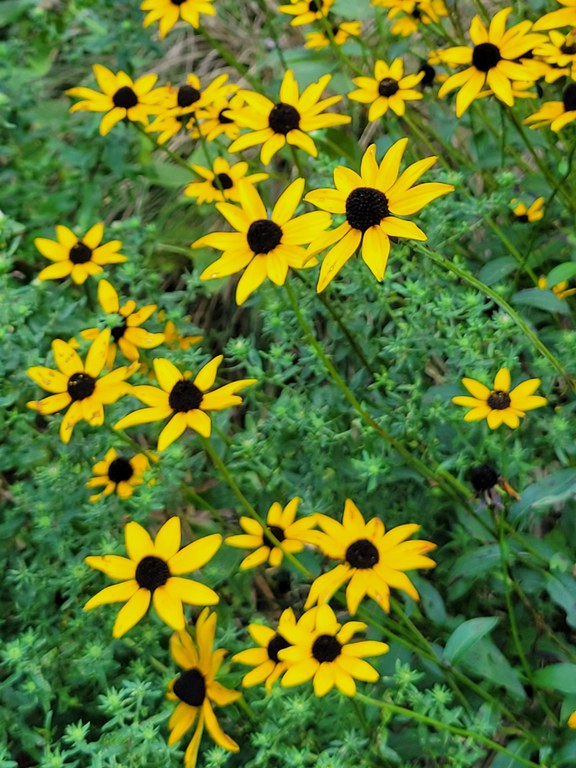 Black-eyed Susans (Rudbeckias) provide a burst of bright Fall color. Photo by Pam Hall