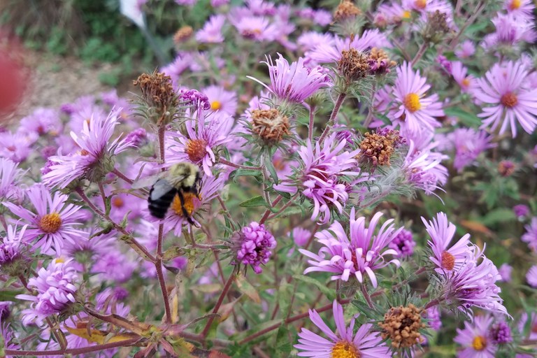 Asters come alive in the Fall season and provide food for pollinators. Aster oblongifolius 'Raydon's Favorite' taken by Pam Hall.