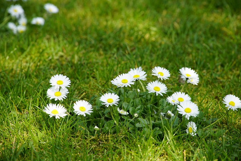 Bellis perennis in a lawn, photo from pixabay