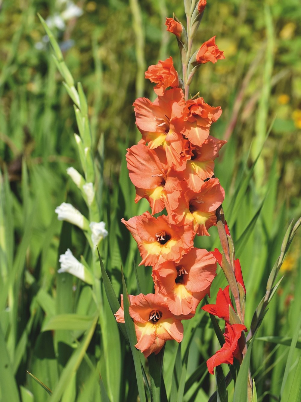 August Birth Month Flower: The Gladiolus Photo from Pixabay