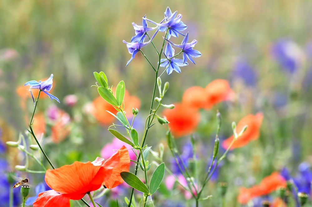 July Birth Month Flower: Larkspur Consolida sp. Photo from Pixabay