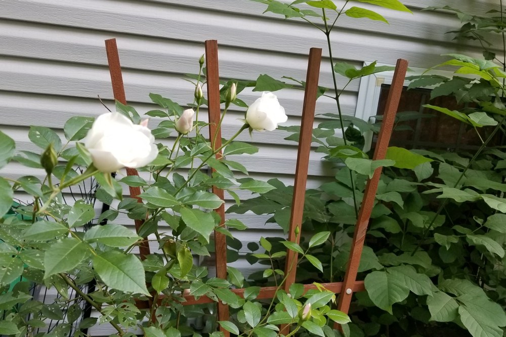 June Birth Flower: Rose Photo by Luzerne County Master Gardener, Jo Robbins