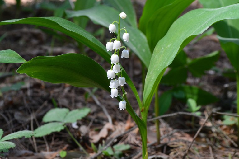 Lily of the Valley, photo from Pixabay