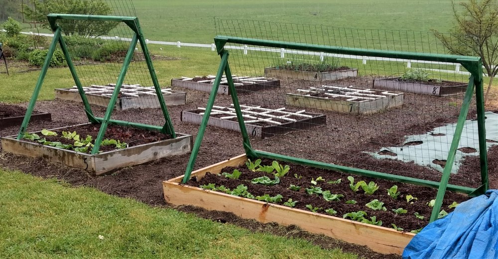 Lettuce trials in late May 2020