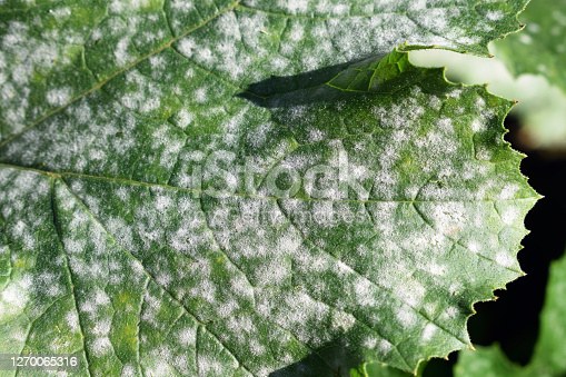 Research project - downy mildew
