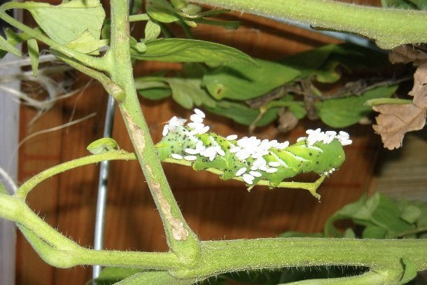 Would you recognize a parasitized tomato hornworm? Photo credit:  Kinorea Tigri