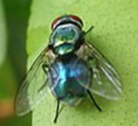 Blue Green Fly