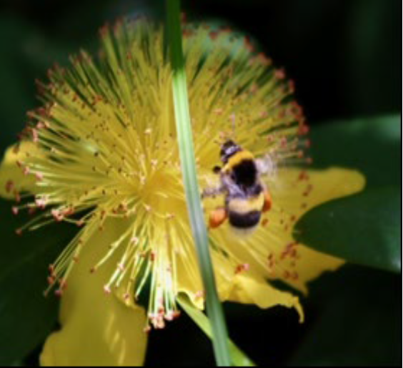 bumblebee pollen