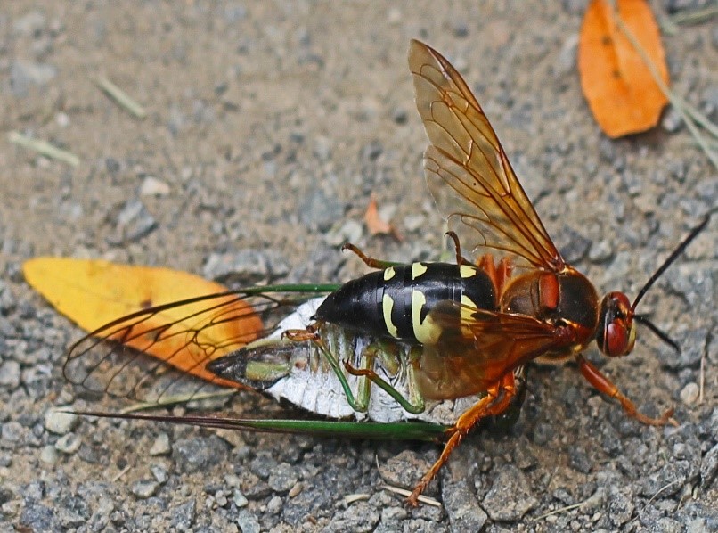 Cicada Wasp