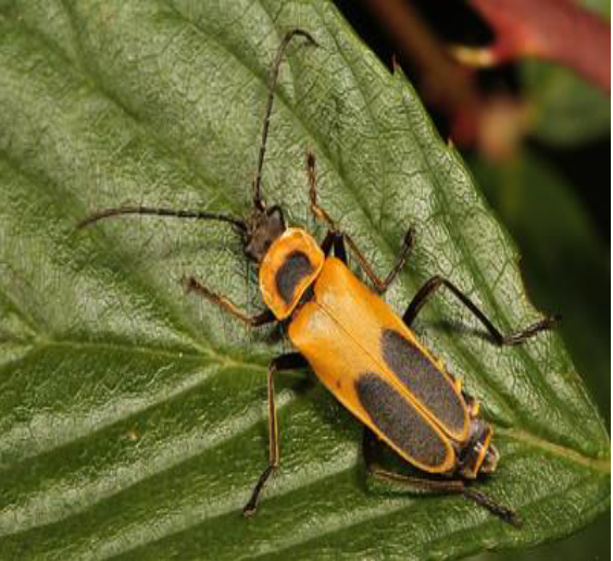 Goldenrod soldier beetle