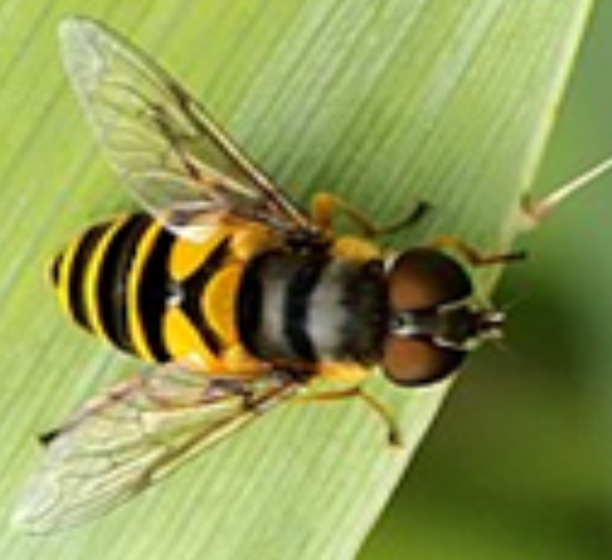 Hover Fly