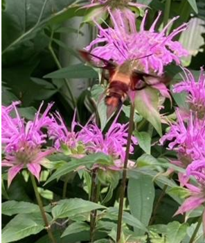 Hummingbird Clearwing Moth