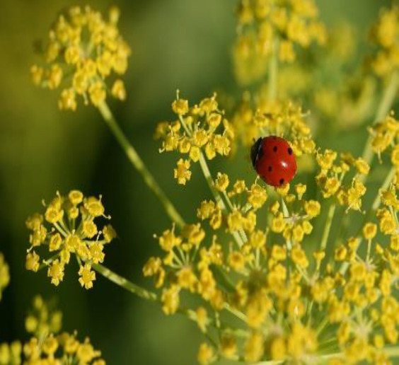 ladybug